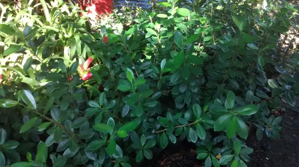 Trusted lawn care service for homes in Haiku-Pauwela, HI by Ag Services of Maui