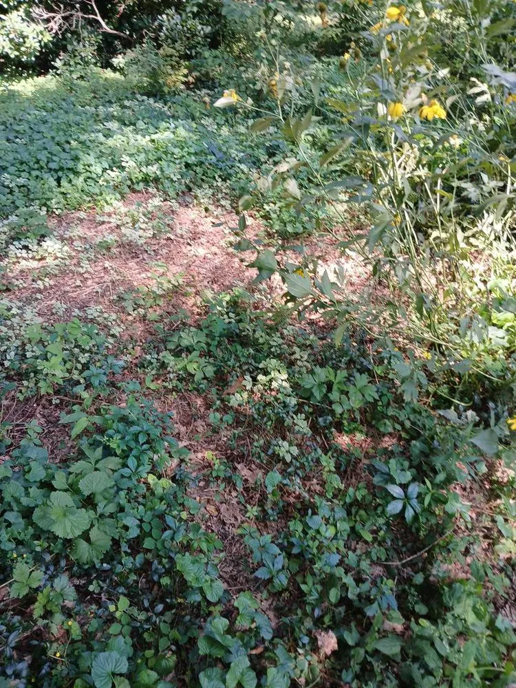 Custom lawn care service experts serving Torrington, CT - AG Siblings Landscaping