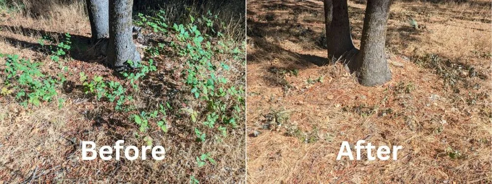 Expert outdoor landscaping in Auburn, CA by Ag-Steam