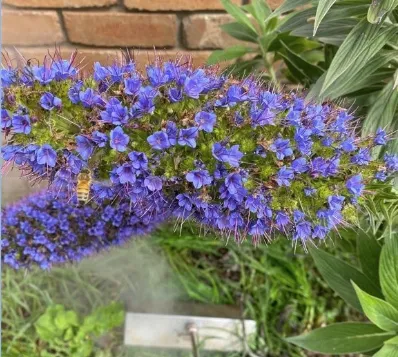 Expert landscape design for homes across Auburn, CA - Ag-Steam