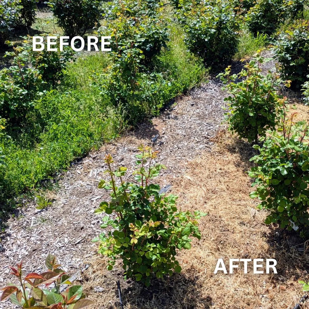 Top-rated landscaping services for homes in Auburn, CA by Ag-Steam