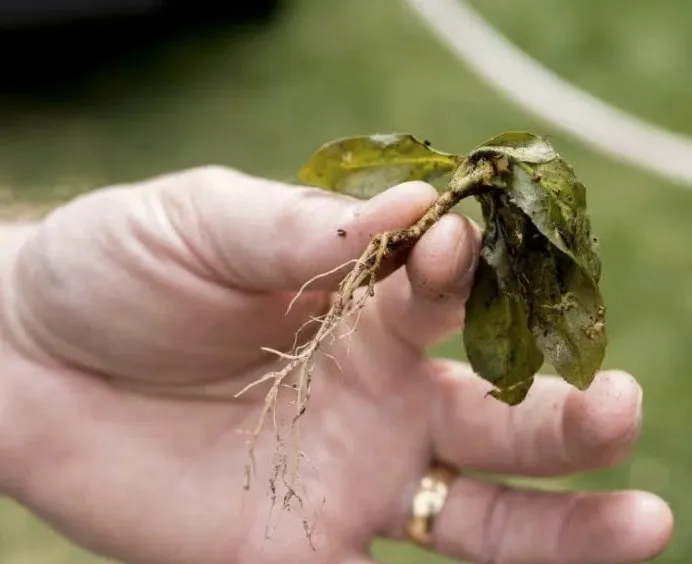 Local outdoor landscaping in Auburn, CA - Ag-Steam
