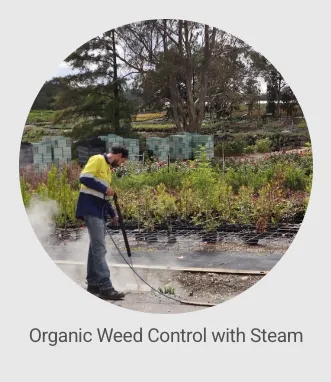 Expert lawn care service in Auburn, CA - Ag-Steam