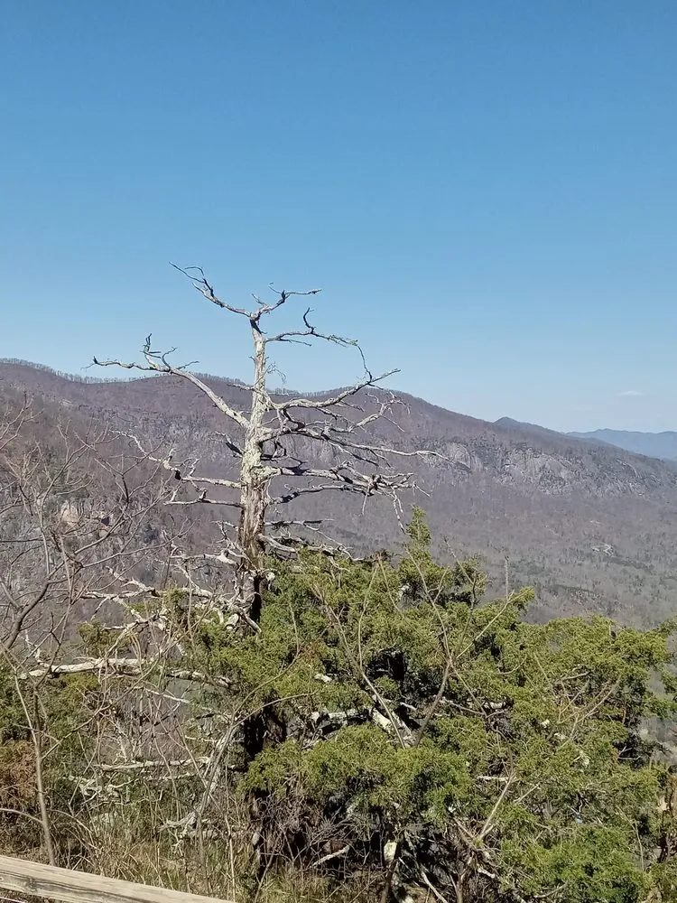 Top-rated outdoor landscaping with custom design across Greenville, SC - Aga landscape and removal