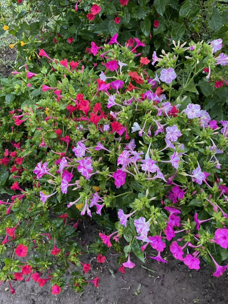 Affordable landscape design experts serving Lewes, DE - Against The Grain Lawn Care