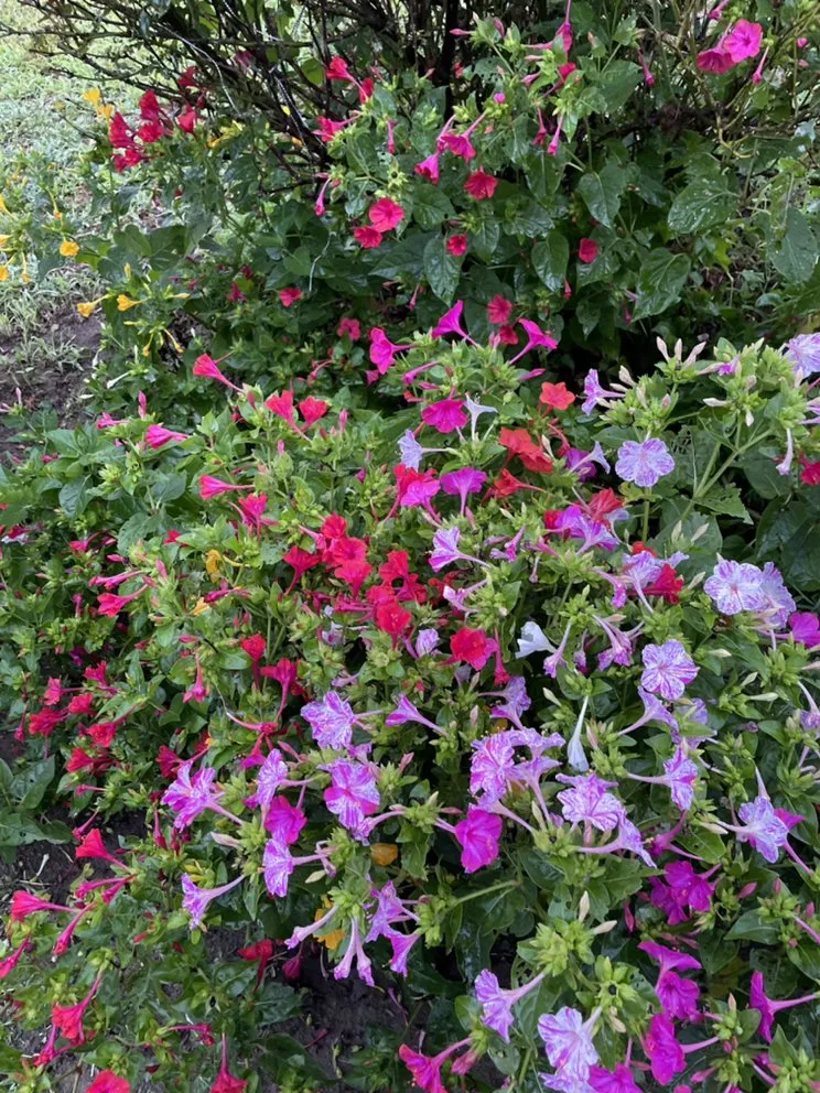 Reliable landscaping services for homes in Lewes, DE by Against The Grain Lawn Care