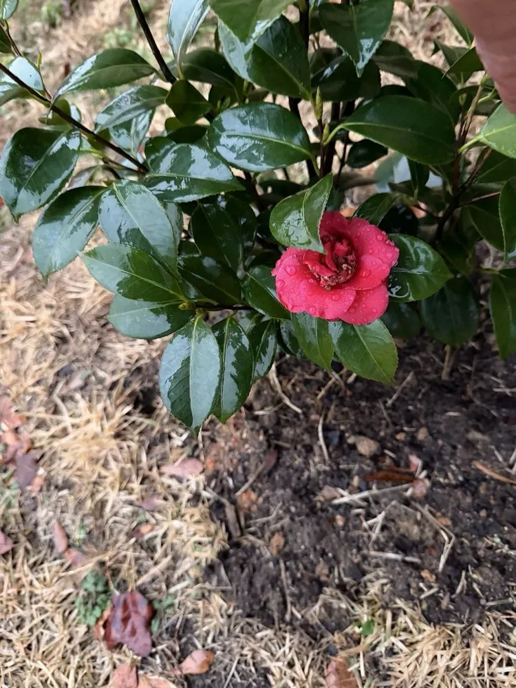 Top-rated landscape installation in Taylors, SC by Agape landscape