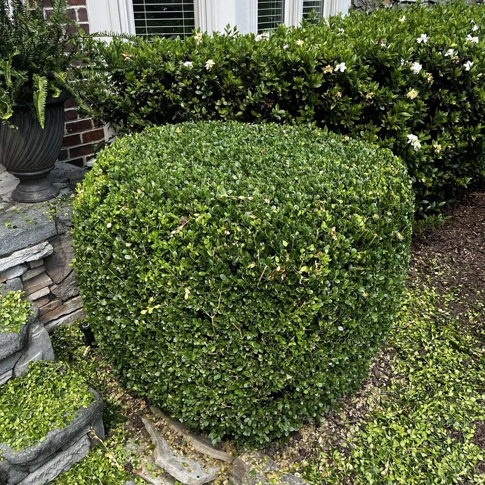 Local residential landscaping in Taylors, SC by Agape landscape