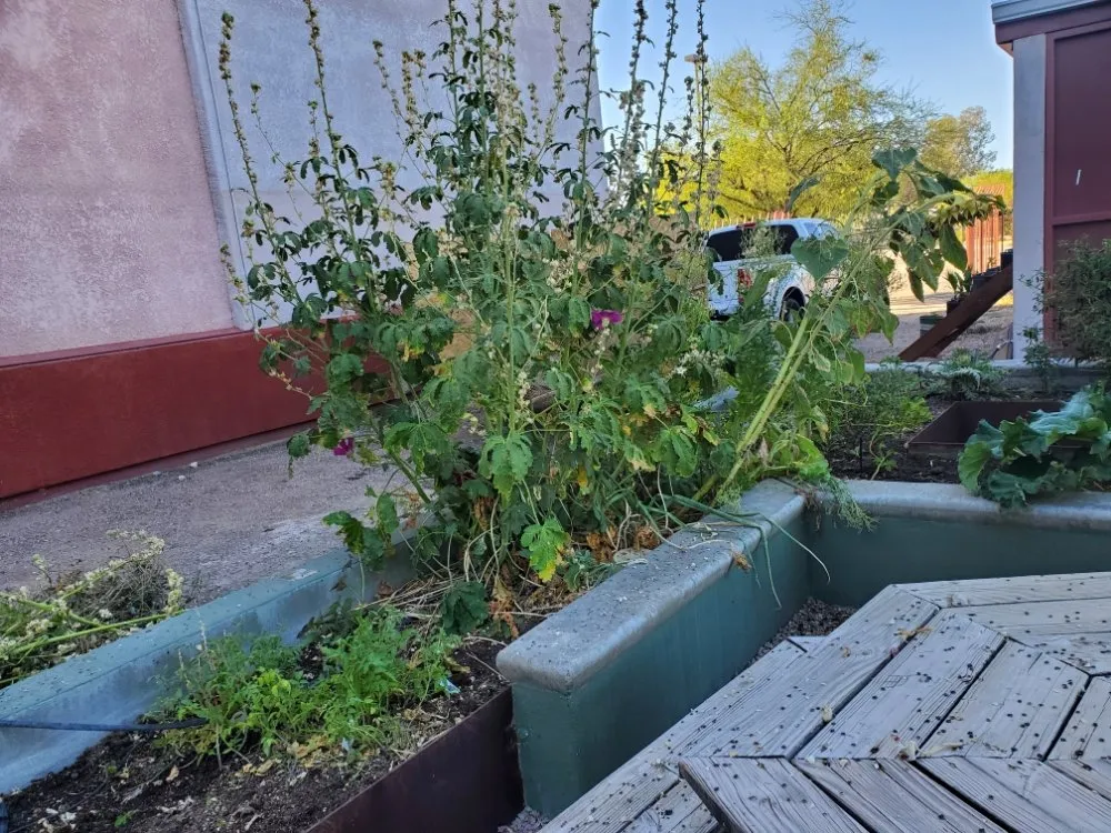 Professional landscaping services experts serving Tucson, AZ - Agape Landscaping