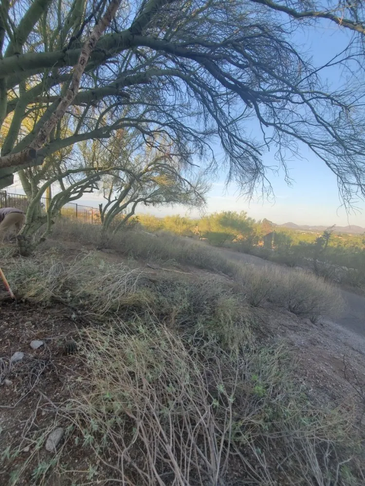 Local residential landscaping in Tucson, AZ - Agape Landscaping