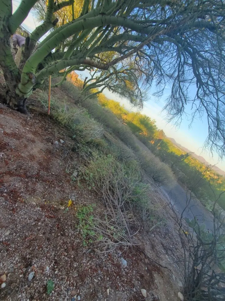 Expert landscape installation for beautiful yards across Tucson, AZ - Agape Landscaping