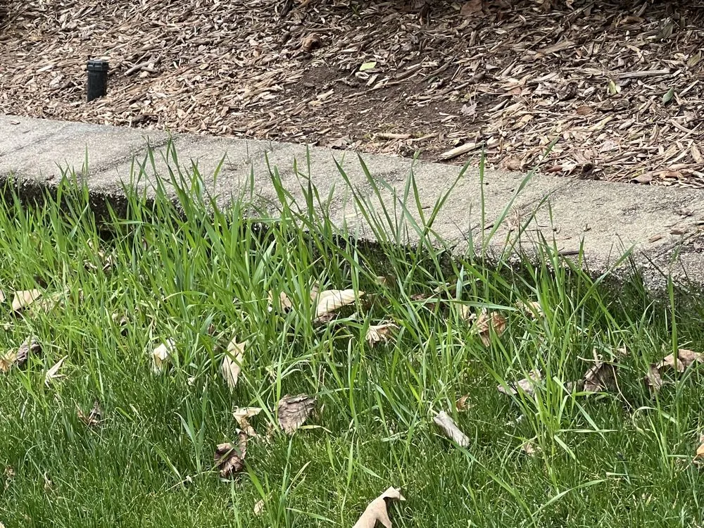 Reliable outdoor landscaping near you in Durham, NC by Agape Lawn Company