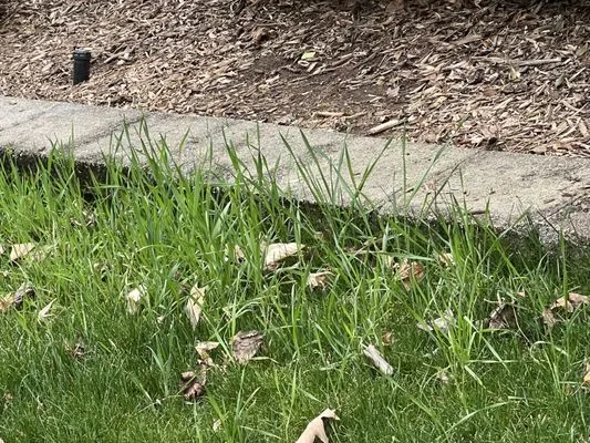 Agape Lawn Company Logo