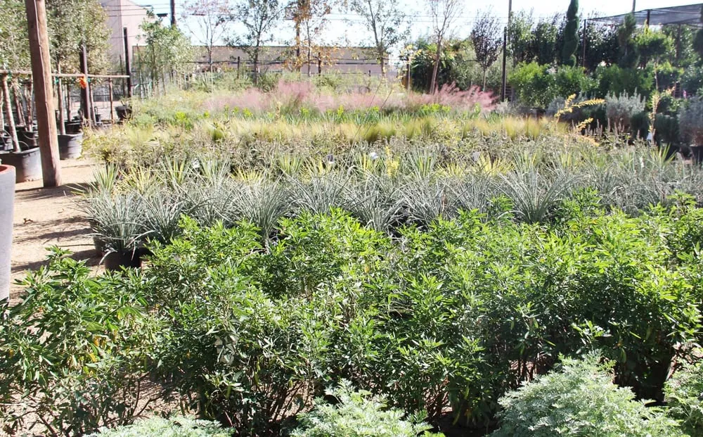 Affordable garden landscaping in Midland, TX by Agave Garden