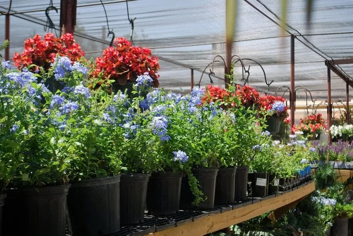 Top-rated lawn care service in Midland, TX by Agave Garden