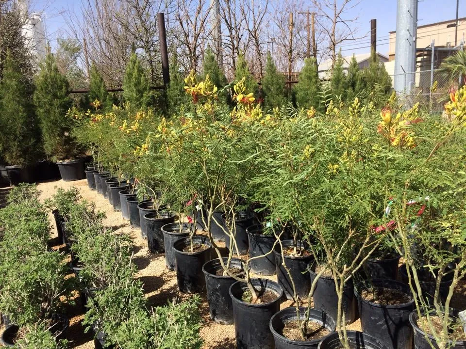 Professional outdoor landscaping experts serving Midland, TX - Agave Garden