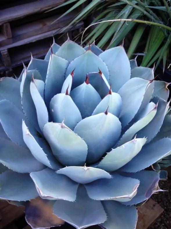 Expert lawn mowing service in Midland, TX - Agave Garden