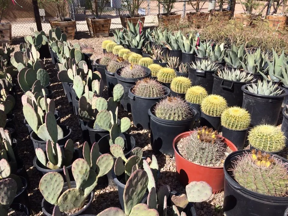 Trusted yard cleanup service in Midland, TX by Agave Garden