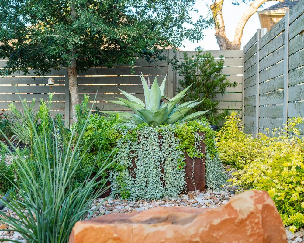 Professional outdoor landscaping for beautiful yards across Georgetown, TX - Agave LD
