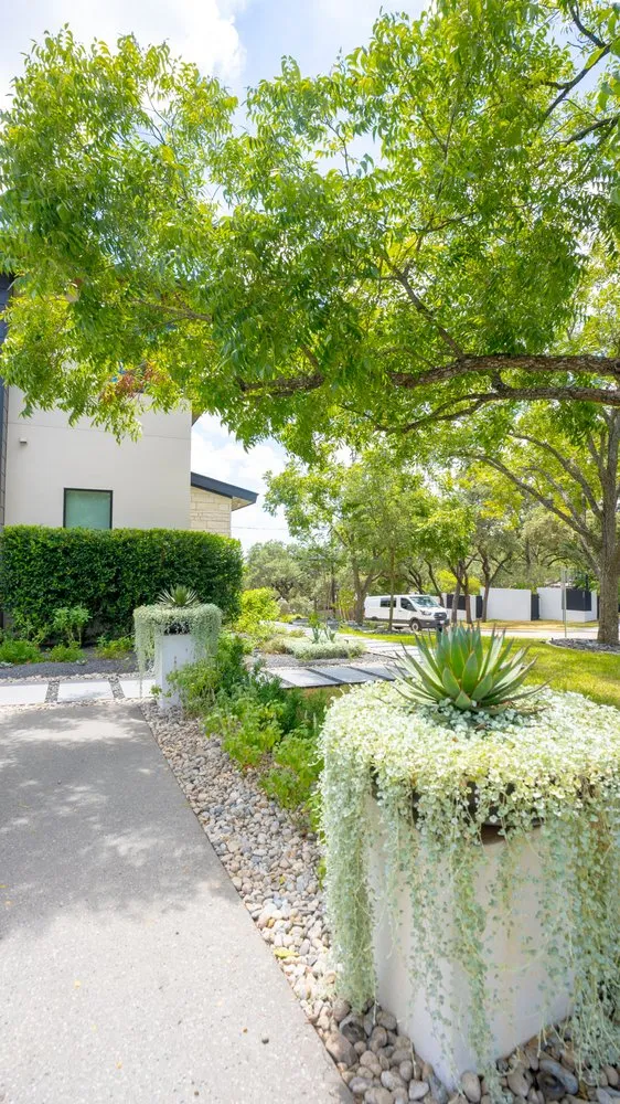 Affordable outdoor landscaping for homes across Rollingwood, TX - Agave LD