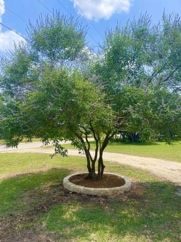 Expert lawn mowing service for beautiful yards across Temple, TX - Agaves Landscape Construction & Irrigation