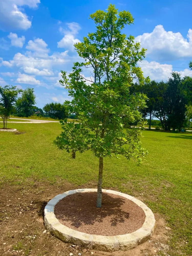 Expert yard maintenance in Temple, TX - Agaves Landscape Construction & Irrigation