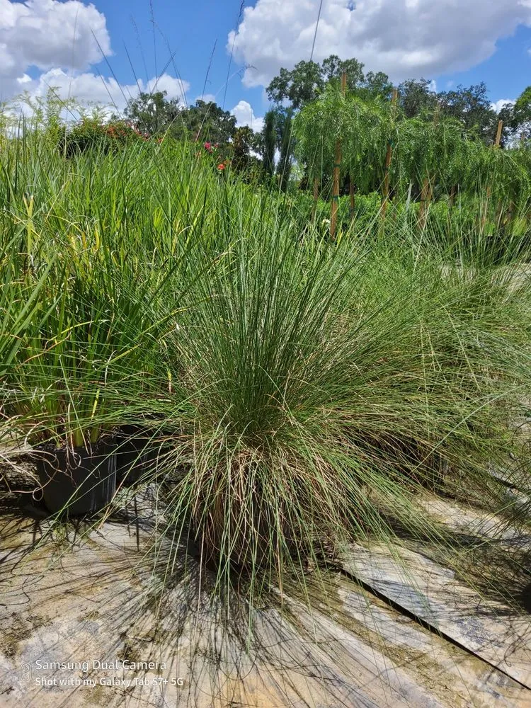 Trusted landscape installation experts serving Oxford, FL - AGC GroundScapes