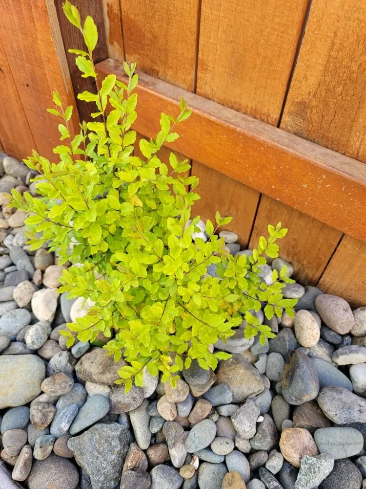 Affordable outdoor landscaping for beautiful yards across Rio Oso, CA - Agent Landscapes