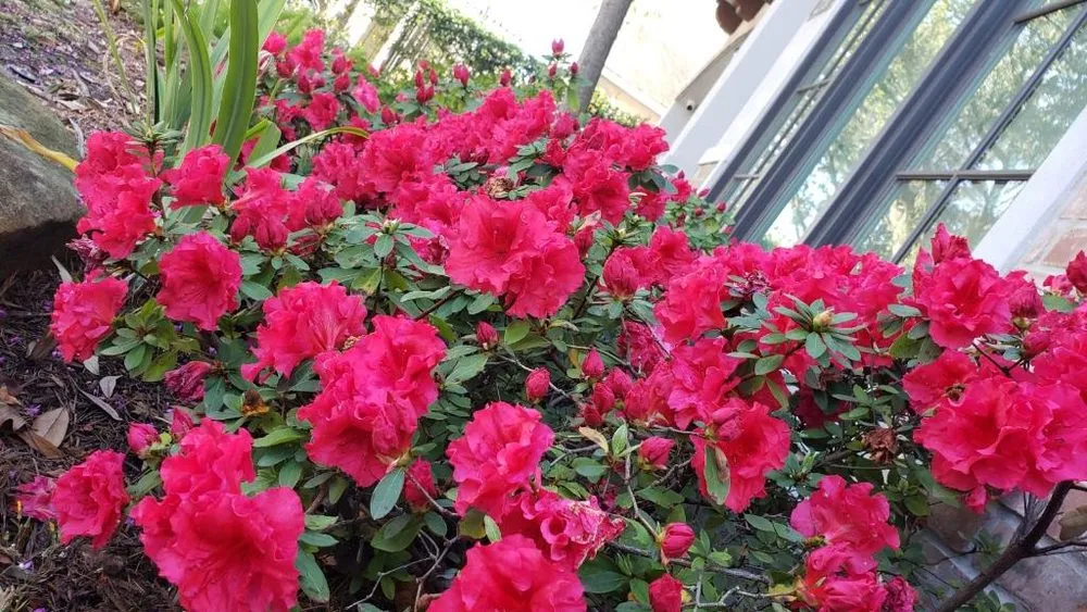 Affordable landscape design in Houston, TX - AGFA Custom Lawn Services