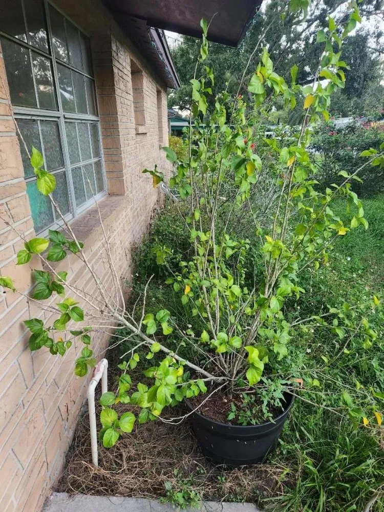 Local outdoor landscaping in Tampa, FL by Aglim Enterprise