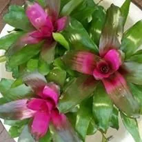 Reliable landscape design for year-round maintenance in Fort Myers, FL by AGM Landscaping and Pool