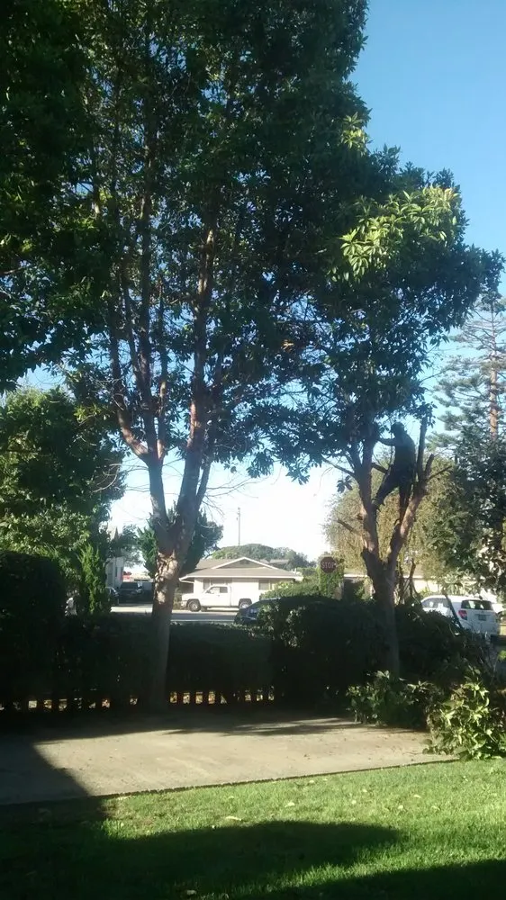 Reliable landscape design in Port Hueneme, CA by Agon Landscaping