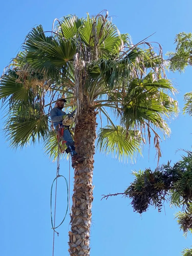 Professional yard maintenance for outdoor upgrades in Port Hueneme, CA by Agon Landscaping