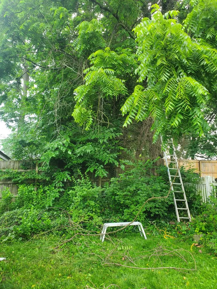 Professional lawn mowing service for homes in Hamilton, OH by AGP Construction