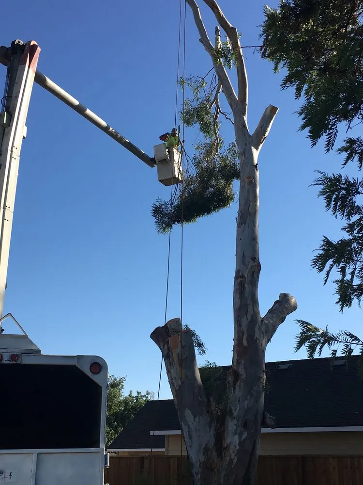 Professional yard maintenance for homes across Merced, CA - Agri-Mex Tree & Landscape