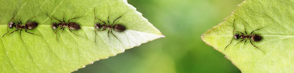 Custom outdoor landscaping for homes in Oklahoma City, OK by AgriLawn