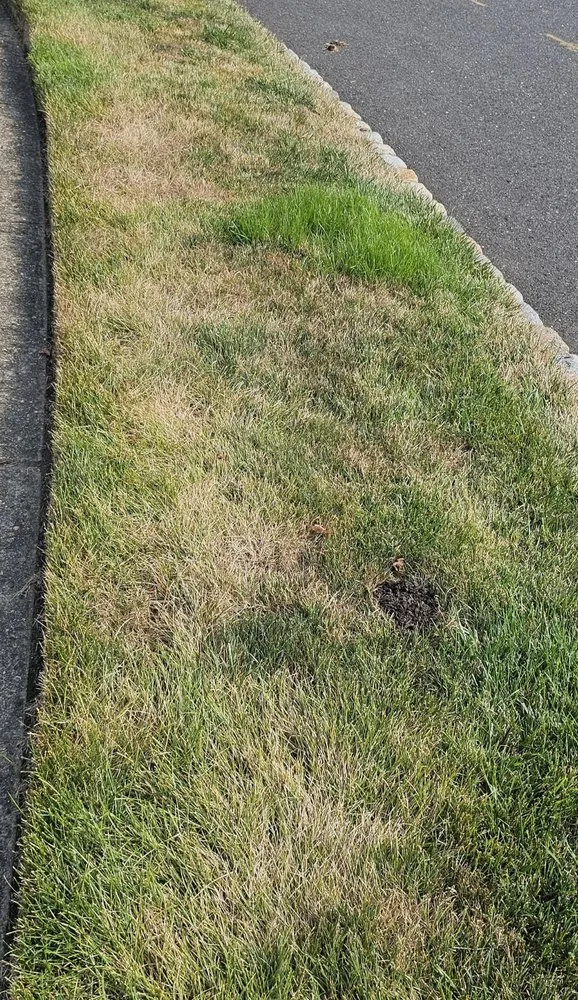 Local lawn mowing service for year-round maintenance across Freehold, NJ - Agritech Turf Maintenance