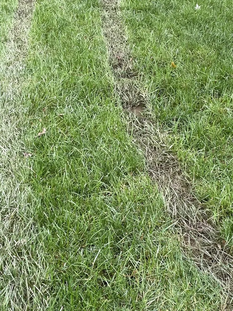 Trusted yard cleanup service in Elkridge, MD by Agro Lawn