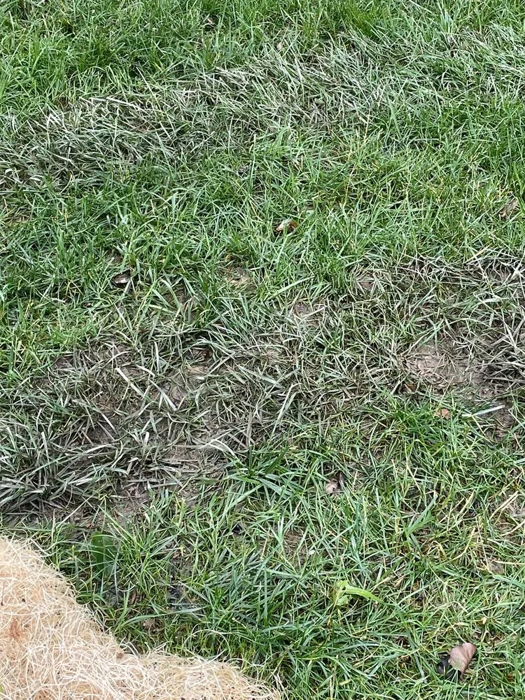 Local landscape design for year-round maintenance in Elkridge, MD by Agro Lawn