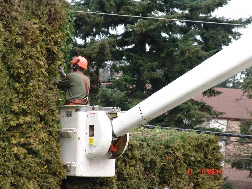 Custom yard cleanup service in Federal Way, WA by Agro Tree Service