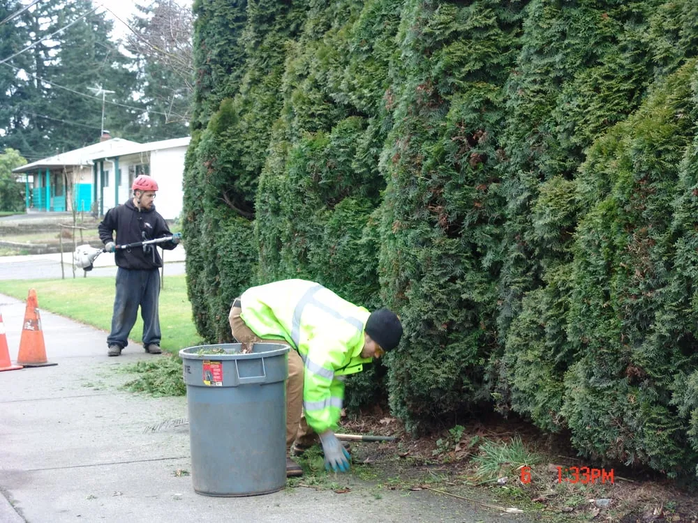 Expert lawn care service in Federal Way, WA - Agro Tree Service