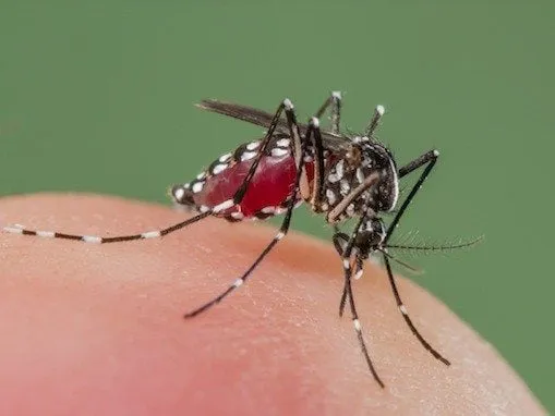 Professional lawn care service for residential properties across Chesapeake, VA - Agronomic Lawn Management