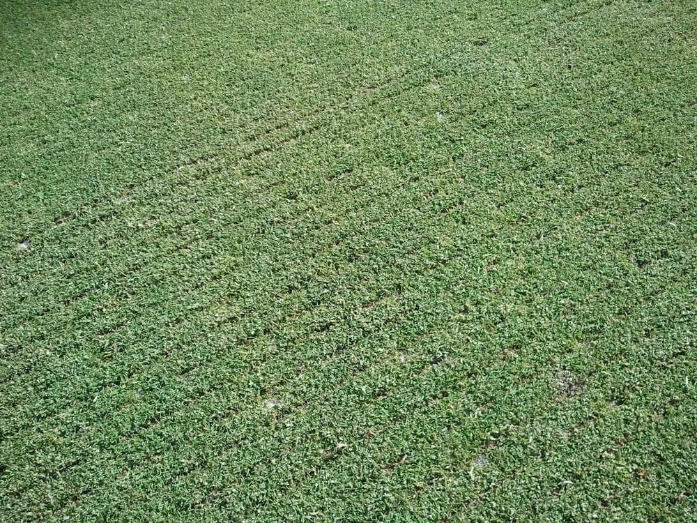 Expert landscape design for beautiful yards in Chesapeake, VA by Agronomic Lawn Management