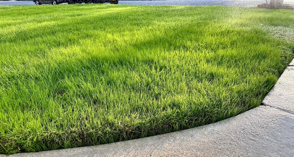 Local lawn care service in Virginia Beach, VA - Agronomic Lawn Management