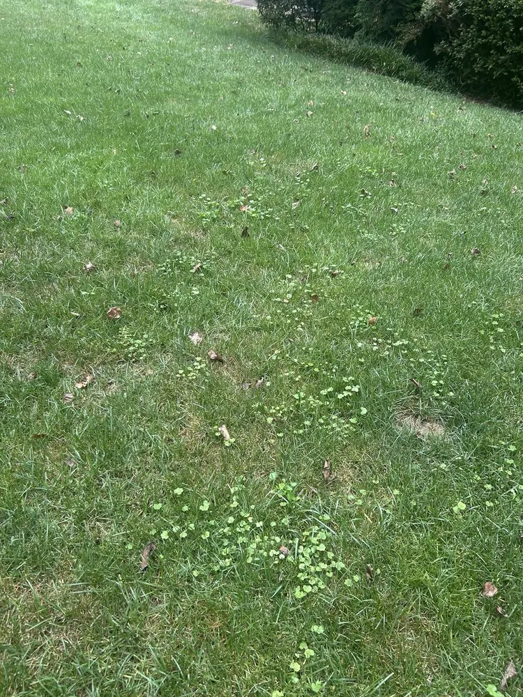 Trusted lawn care service with custom design in Woodstock, GA by Agropro Lawn Care Specialists