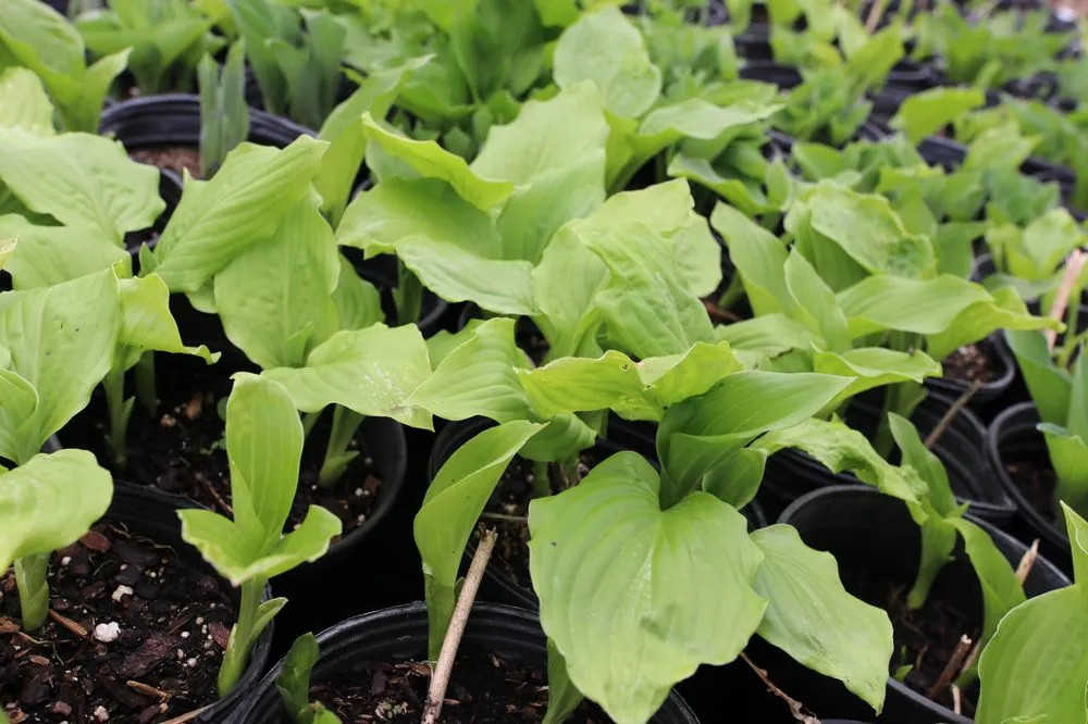 Affordable outdoor landscaping in Swartz Creek, MI - Agroscaping