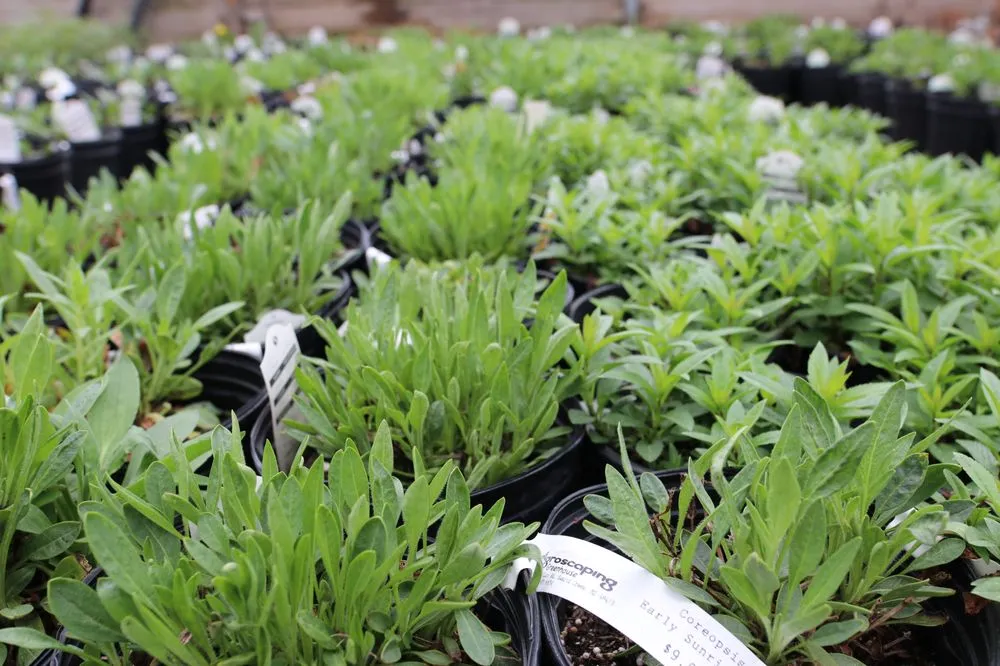 Top-rated lawn mowing service in Swartz Creek, MI by Agroscaping