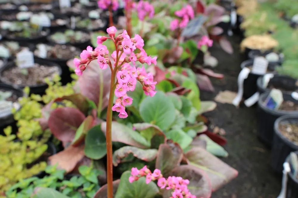 Local lawn mowing service for outdoor upgrades across Swartz Creek, MI - Agroscaping