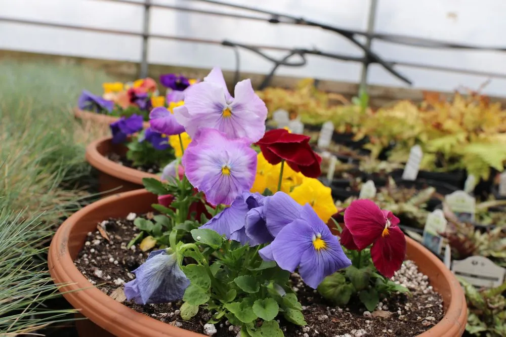 Expert yard cleanup service in Swartz Creek, MI by Agroscaping