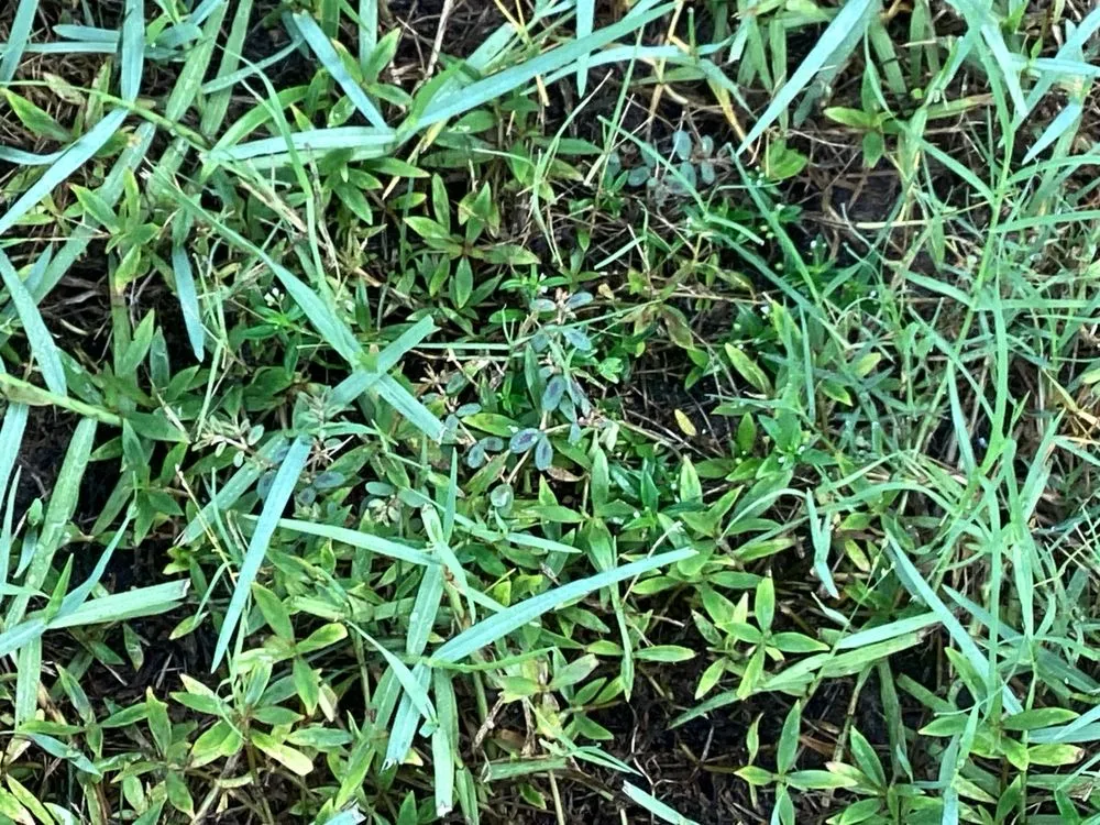 Top-rated garden landscaping for homes across Green Cove Springs, FL - Agrow Pro